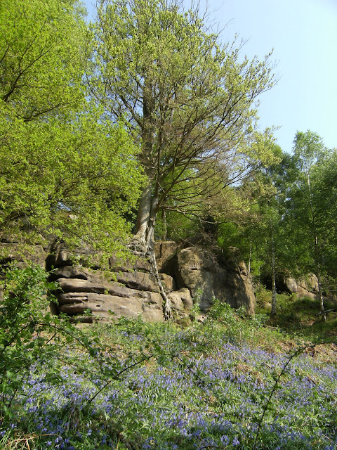 DSCF7489 Bluebells at Harrison's Rocks