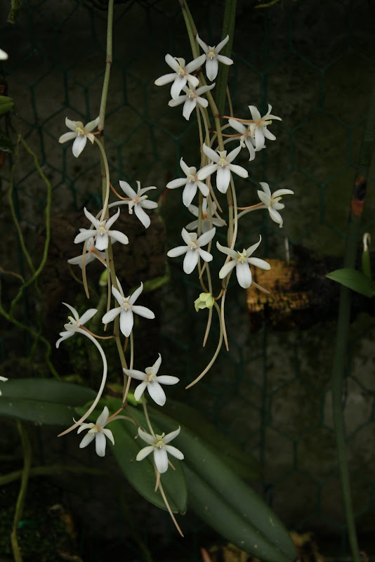 Aerangis mystacidii IMG_4766