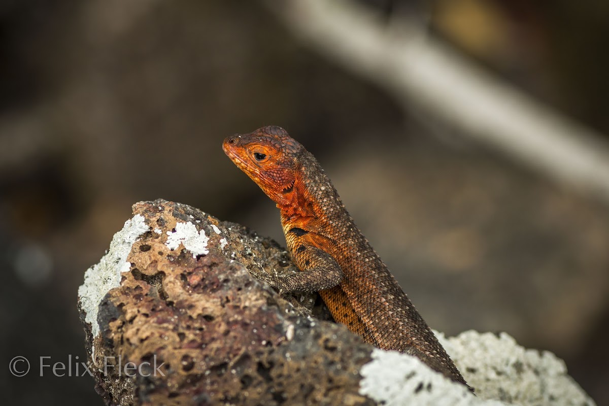 Galápagos Lava Lizard