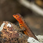 Galápagos Lava Lizard