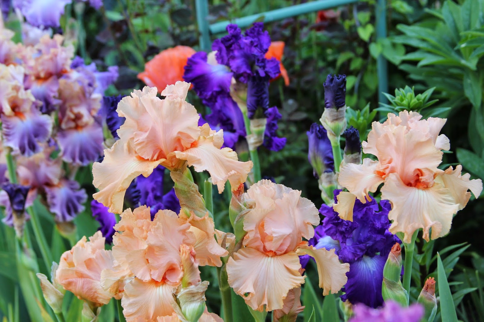 World Of Irises Talking Irises Color Coordinating Your Iris Beds