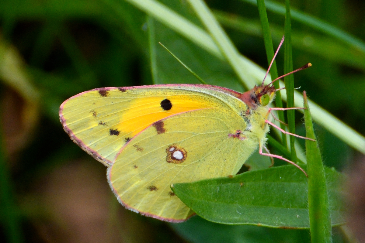 Clouded Yellow; Amarilla