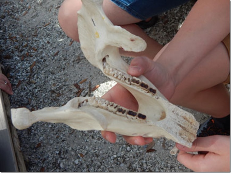 Manatee jaw