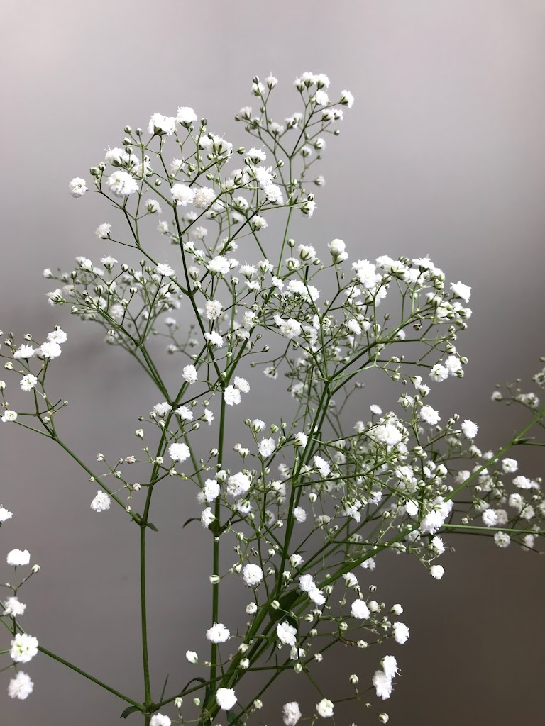 新鮮なスマホ 壁紙 かすみ 草 最高の花の画像