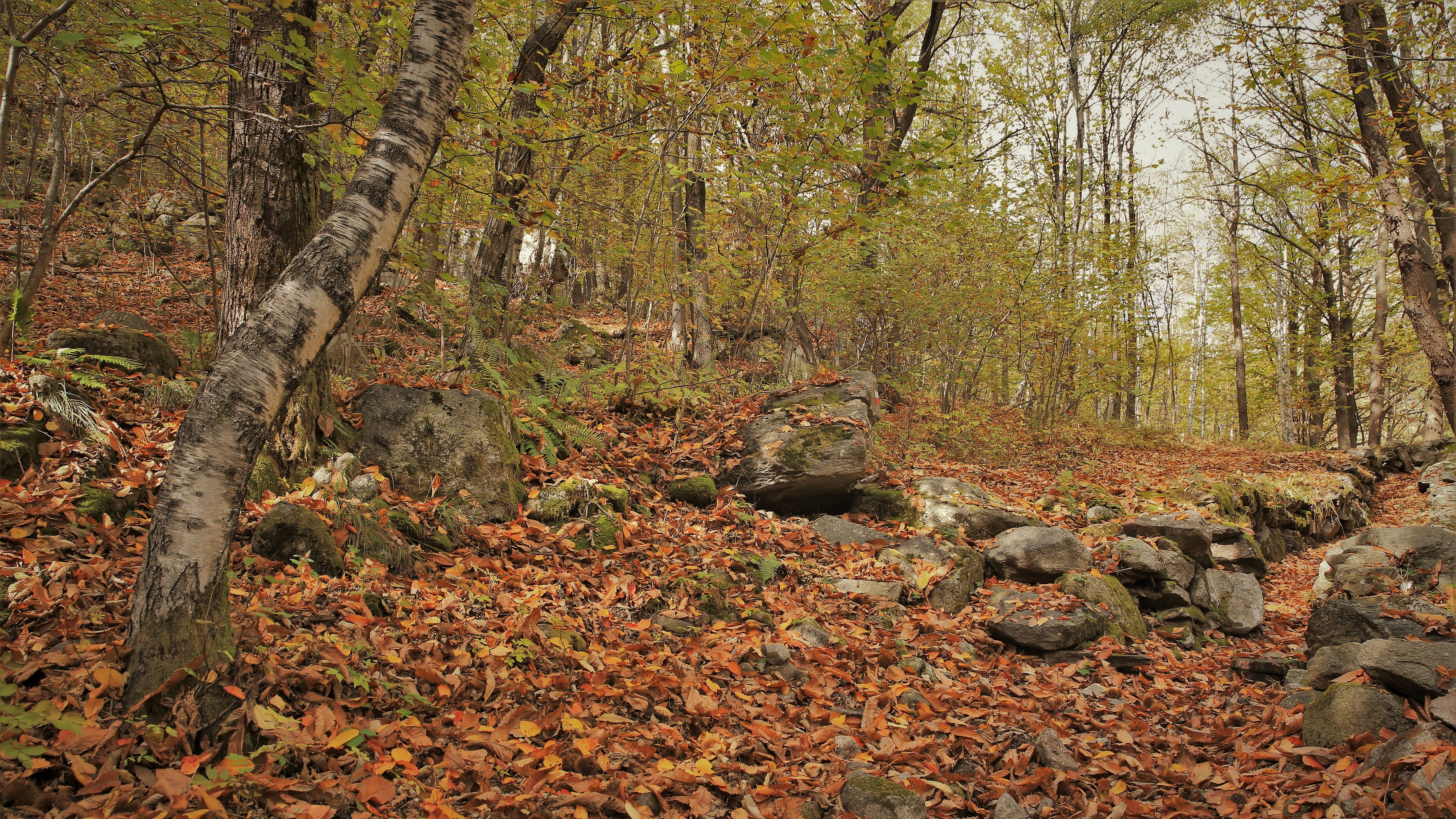 L'Autunno nel bosco di Rosaria_Scrofani