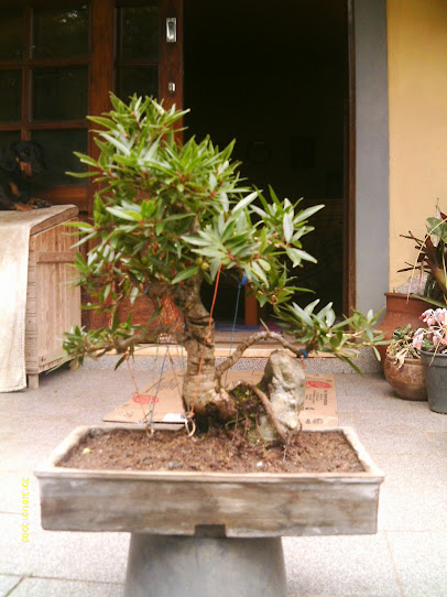 Ficus Nerifolia sobre pedra artificial... IMAG0314