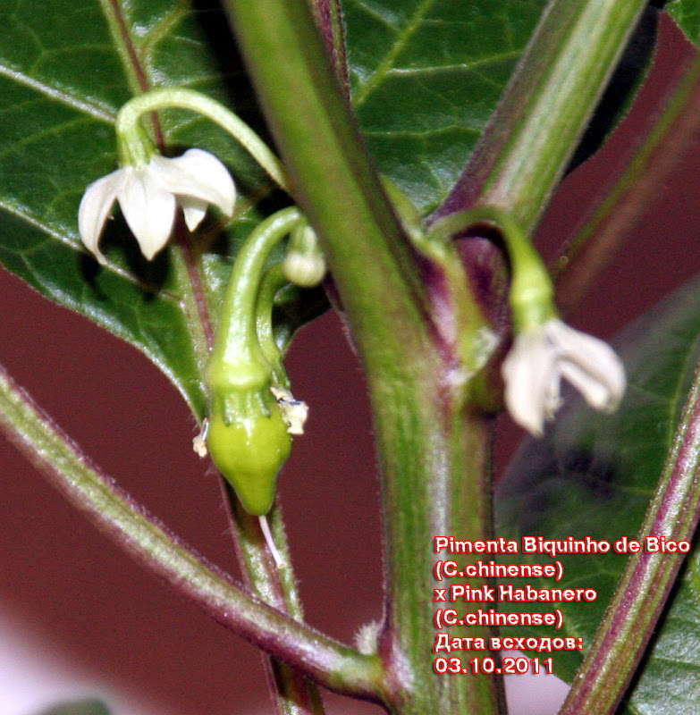 Pimenta_Biquinho_de_Bico%252520X%252520Pink_Habanero_70days_pods_flowers_1.jpg