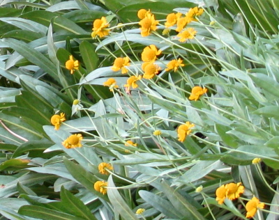 big yellow flowers