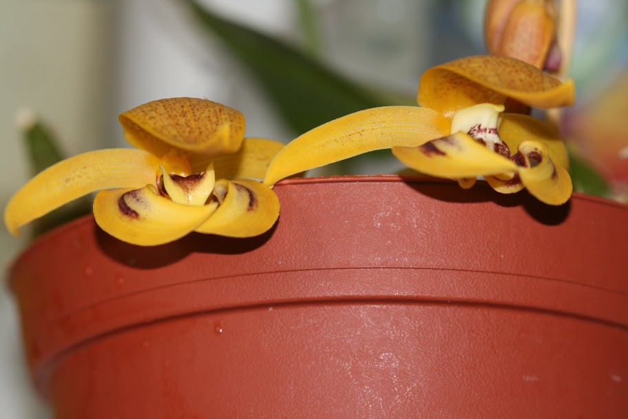 Bulbophyllum dearei IMG_0279