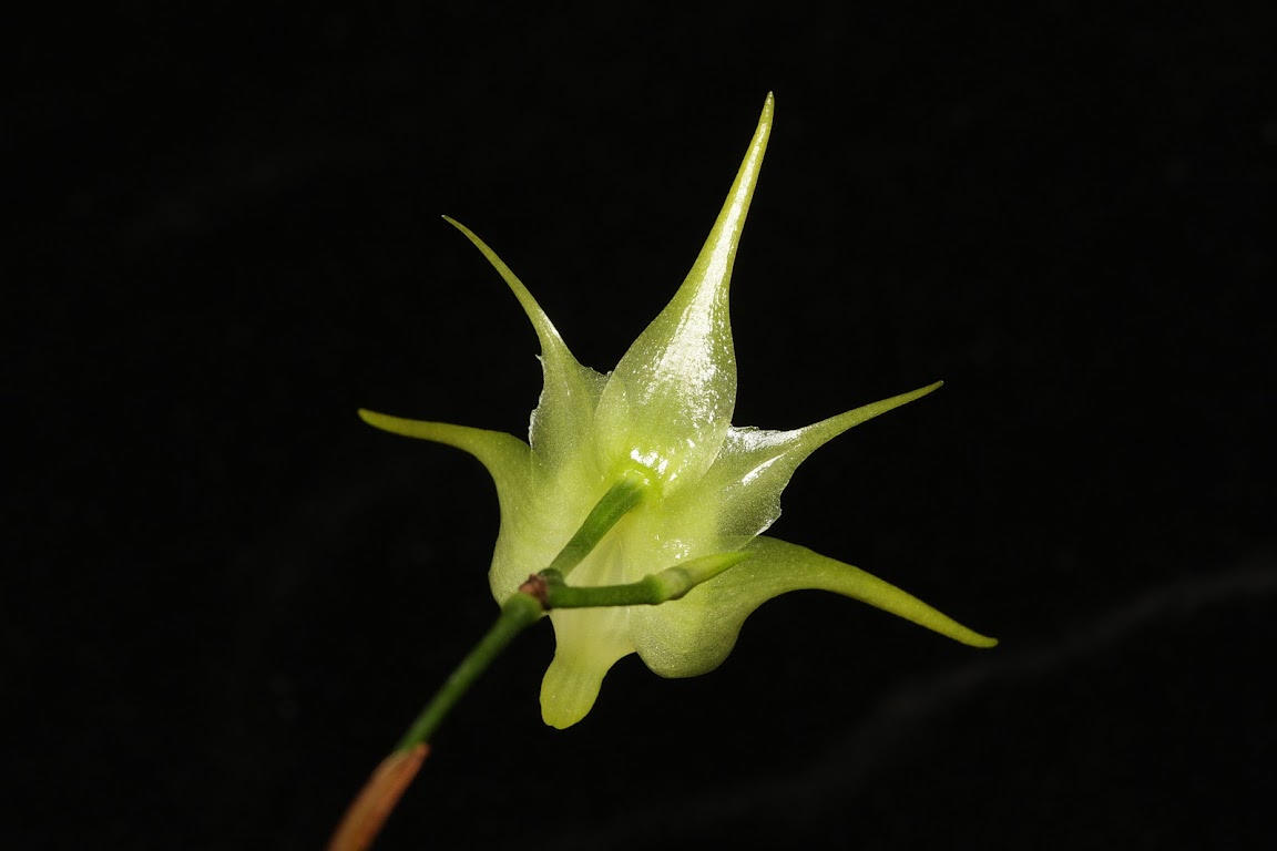 Aeranthes arachnites IMG_0384_v1