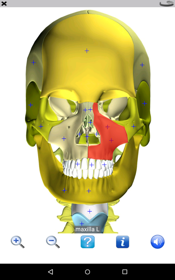 Visual Anatomy Free - Android Apps on Google Play