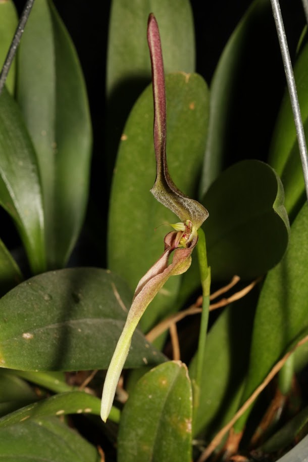 Bulbophyllum antennatum IMG_1882