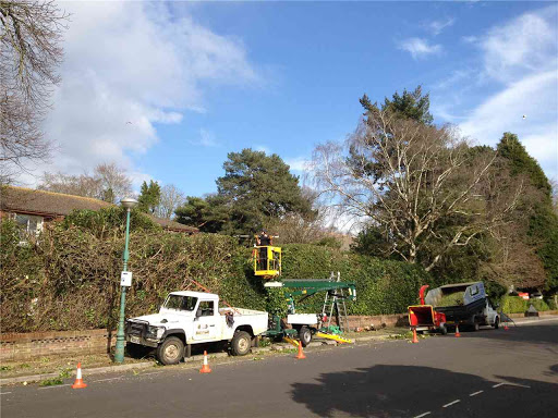 Hedge restoration