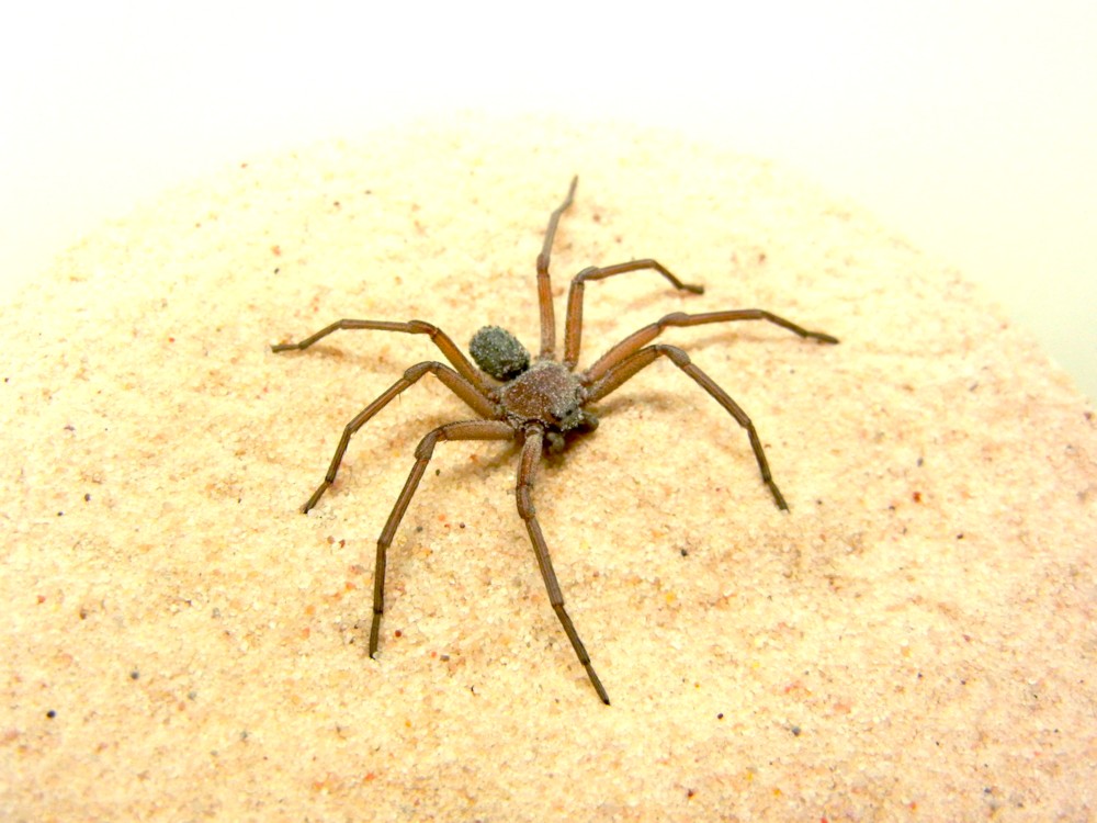 파일:sandspider.jpg