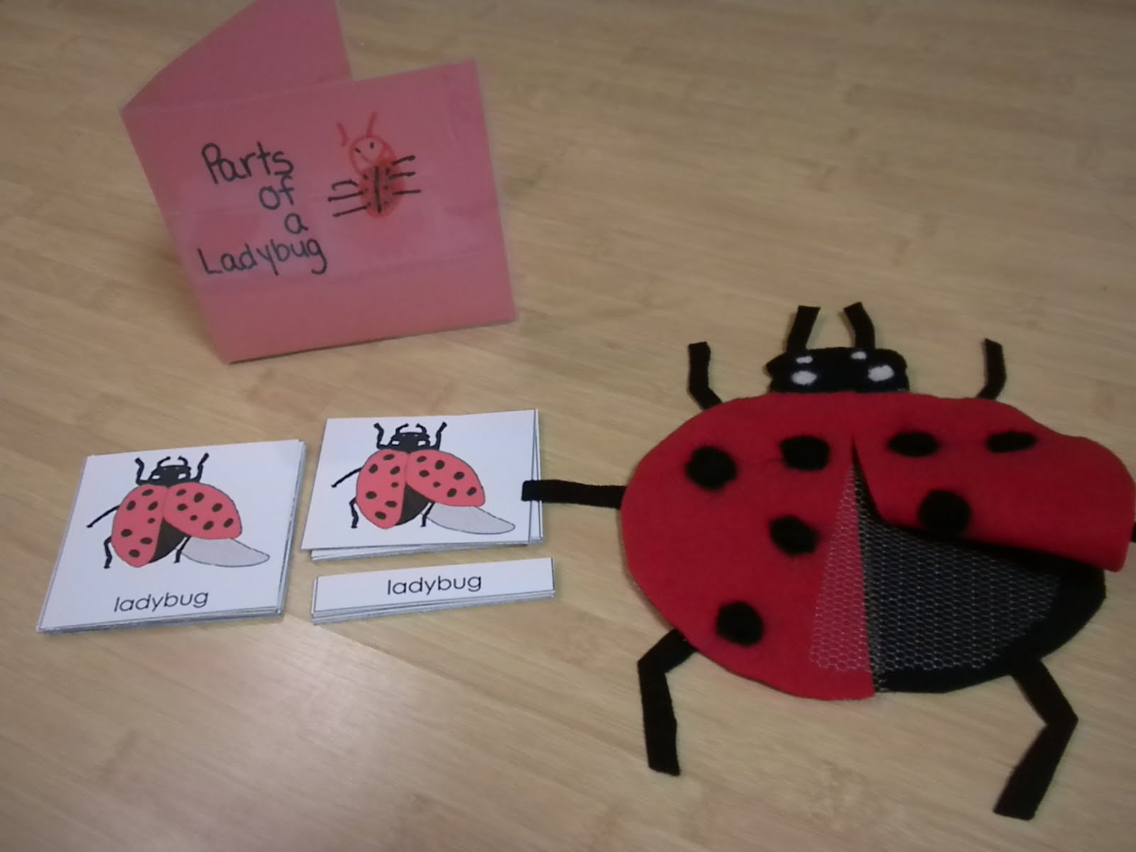 Parts of a Ladybug (Photo from Discovery Days and Montessori Moments)