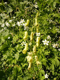 Aconit tue loup, Aconitum lycoctonum, famille: Renonculacées. aconit tue loup Aconitum lycoctonum Renonculacees 3.JPG