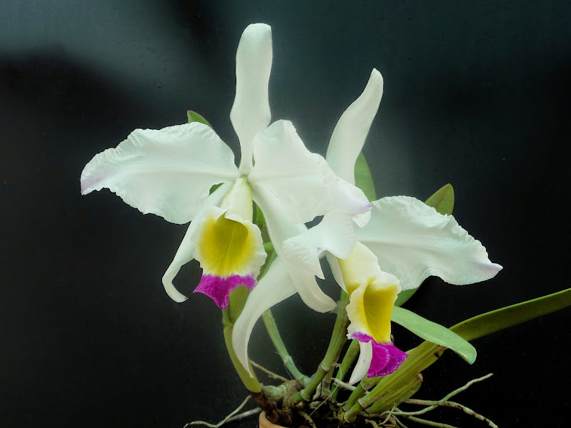 Cattleya wallisii (eldorado) Eldorado%2520N1