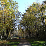 Forêt régionale de Gros Bois : allée Elisabeth