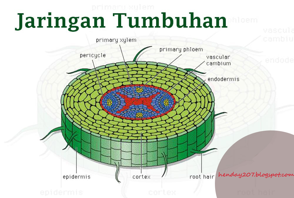 Jenis Jenis Jaringan Pada Tumbuhan Homecare