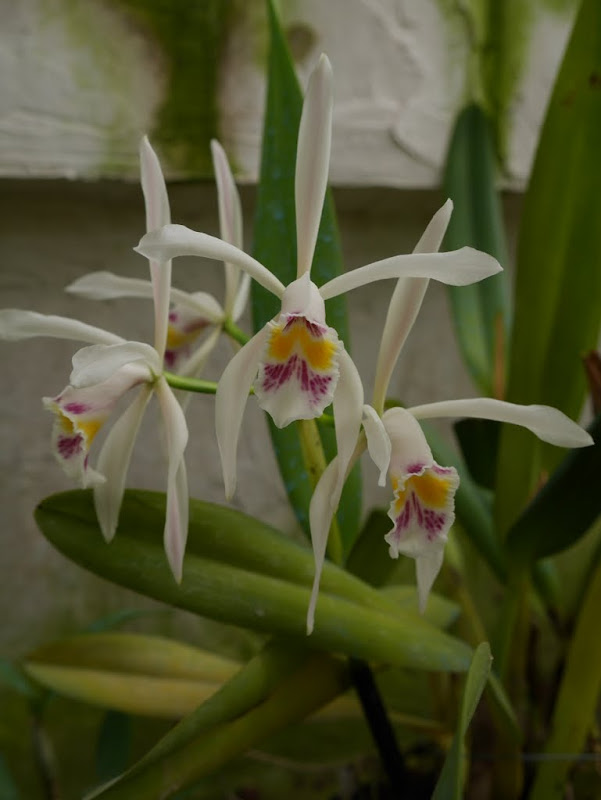 Cattleya iricolor P1040019