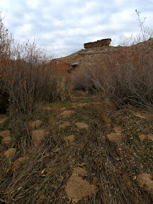 Flattened grass and animal burrows