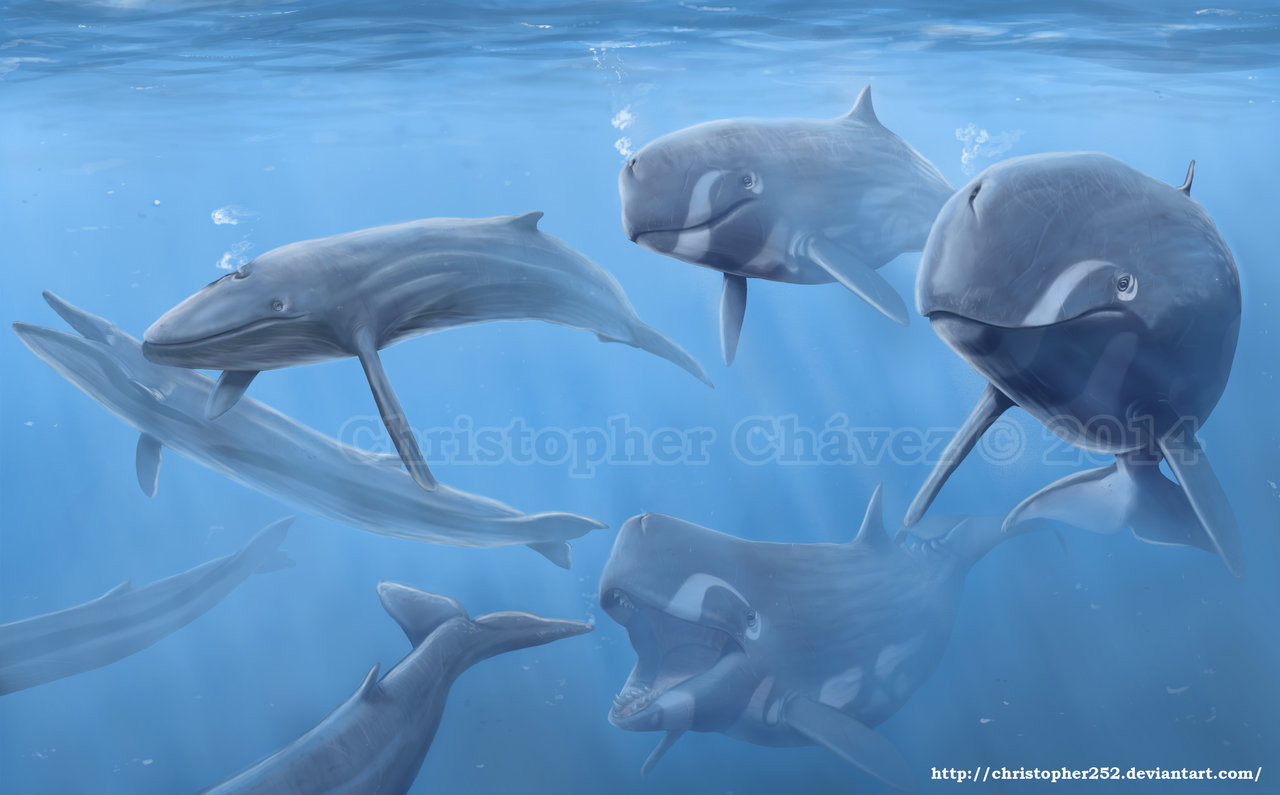 파일:external/img01.deviantart.net/ballenas_asesinas_by_christopher252-d7y8f2w.jpg