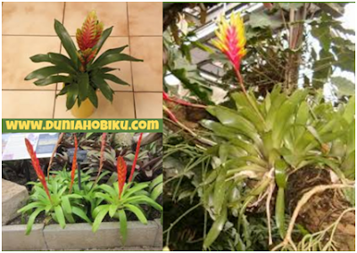 Gambar Bromelia Vriesea