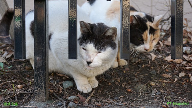 镰仓肥猫