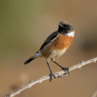 European Stonechat