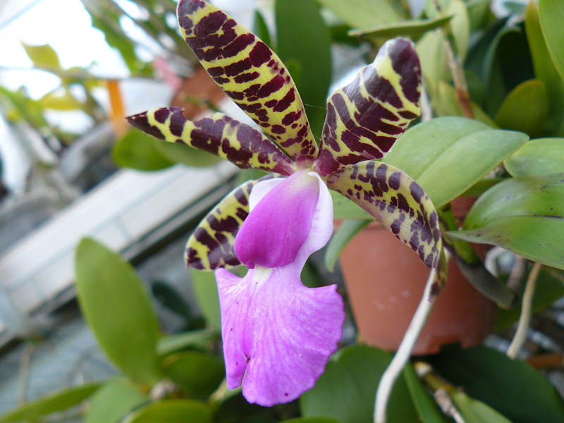 Cattleya aclandiae P1050402