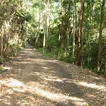 Dense forest close to the Rain Forest Picnic Area in Blackbutt Reserve (399655)