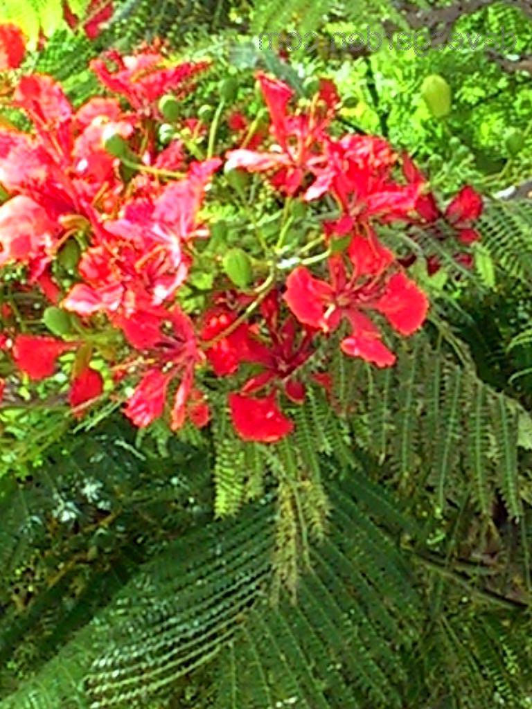 peacock flowers wedding