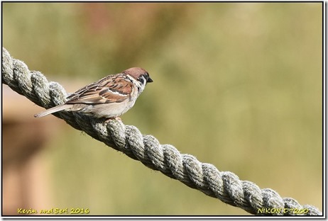 Bempton Cliffs RSPB - August