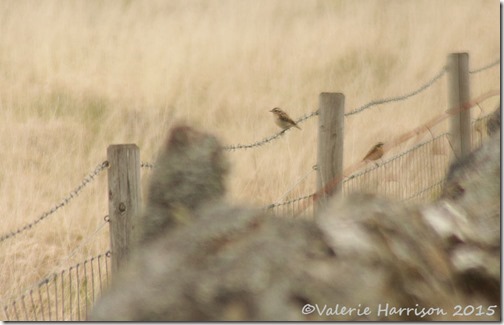 6-whinchat