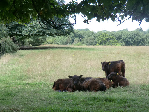 CIMG3450 Sussex cattle in Cuckfield Park