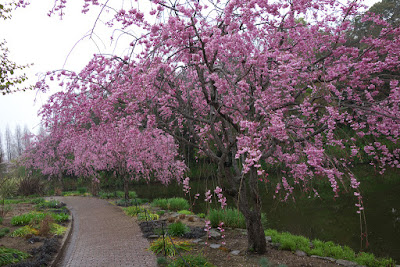 デンパーク 枝垂桜