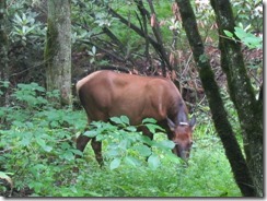 Momma Elk at Cataloochee