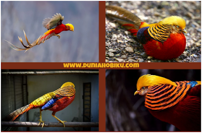 Gambar Golden Pheasant