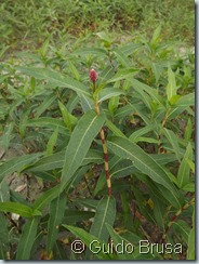 Persicaria amphibia