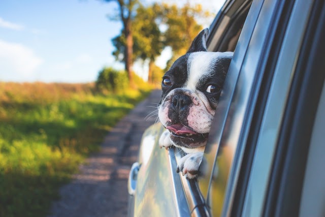  Les avantages et les inconvénients de posséder un animal de compagnie