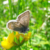 Common blue