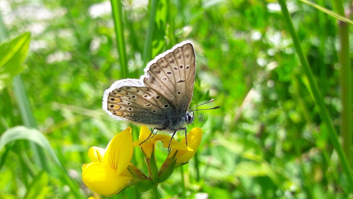 Common blue