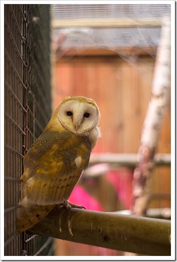 barn-owl