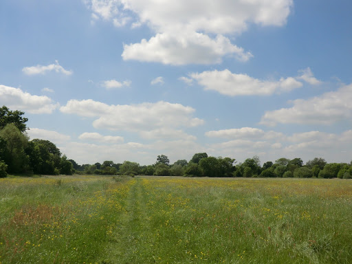 CIMG0517 Buttercup meadow near Mill Farm