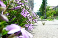 Floks szydlasty Phlox subulata