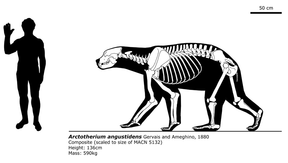 파일:external/orig07.deviantart.net/arctotherium_angustidens_by_blazze92-d7a3id3.jpg