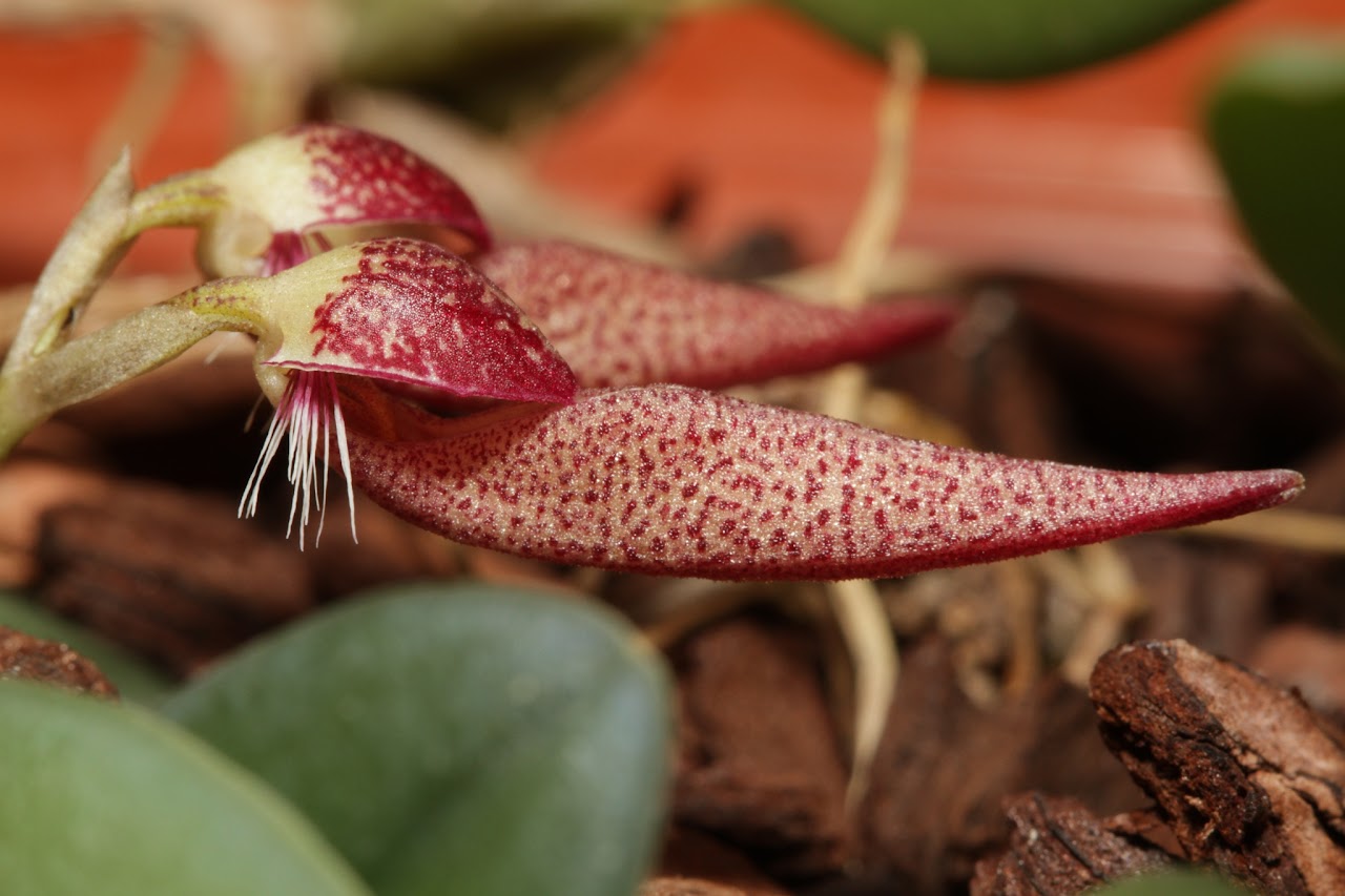 Bulbophyllum mirum IMG_7177