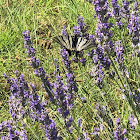 Scarce swallowtail