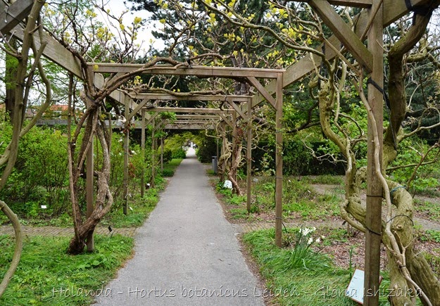 Glória Ishizaka - Hortus Botanicus Leiden - 9