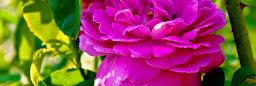 Profile cover photo